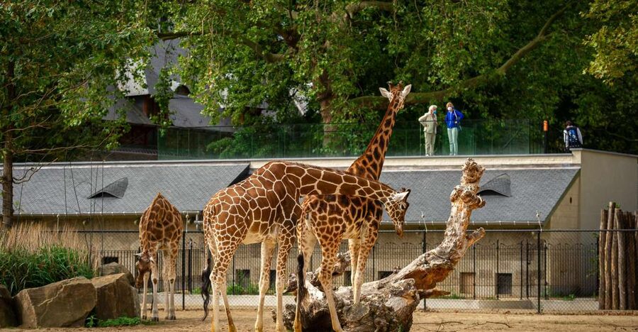 Antwerp: ZOO Entry Ticket - Follow the savannah from birds to white rhinos