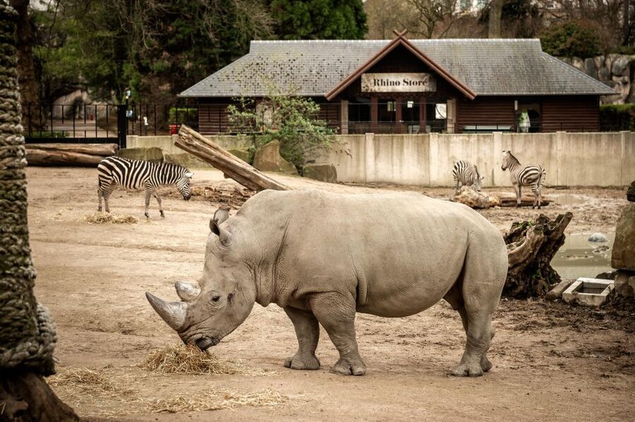 Antwerp: ZOO Entry Ticket - Aquaforum, the aquarium, and a renovated reptile house