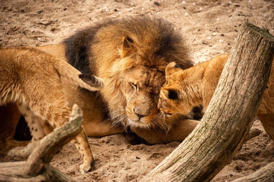 Antwerp: ZOO Entry Ticket - Why the $39 ticket can be good value