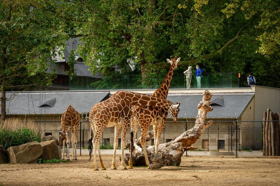 Antwerp: ZOO Entry Ticket - Best seasons and the winter tradeoff