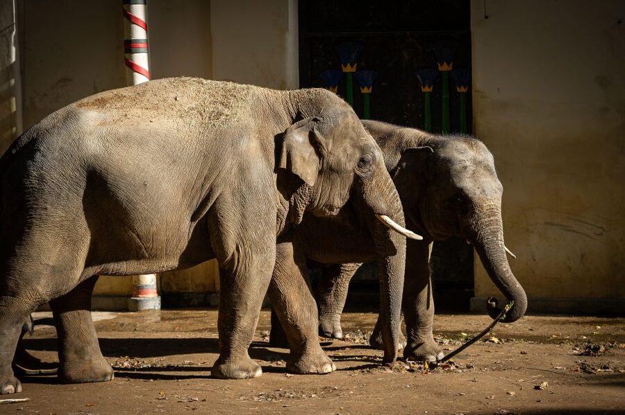 Antwerp: ZOO Entry Ticket - A 10.5-hectare park with 180 years of purpose