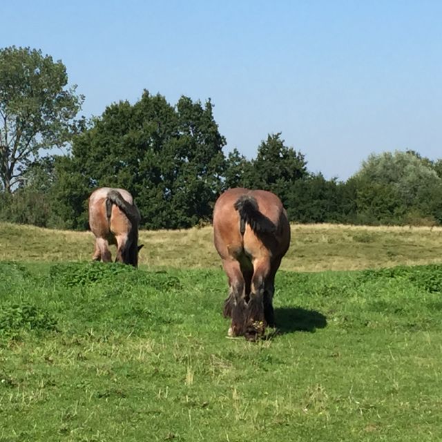 Bruges: Flatlands Guided Bike Tour - Key points at a glance