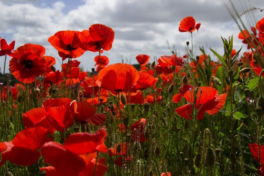 From Bruges: Flanders Fields Remembrance Full-Day Trip - Ypres and the In Flanders Fields Museum