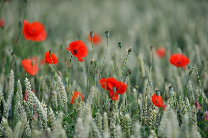 In Flanders Fields and Passchendaele Grand Tour - The German command bunker and underground warfare
