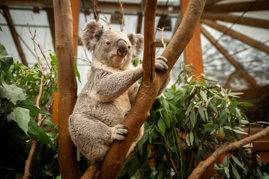 Mechelen: Planckendael ZOO Entry Ticket - Key points to know before you go
