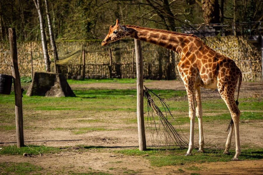 Mechelen: Planckendael ZOO Entry Ticket - From African animals to icy penguin waters