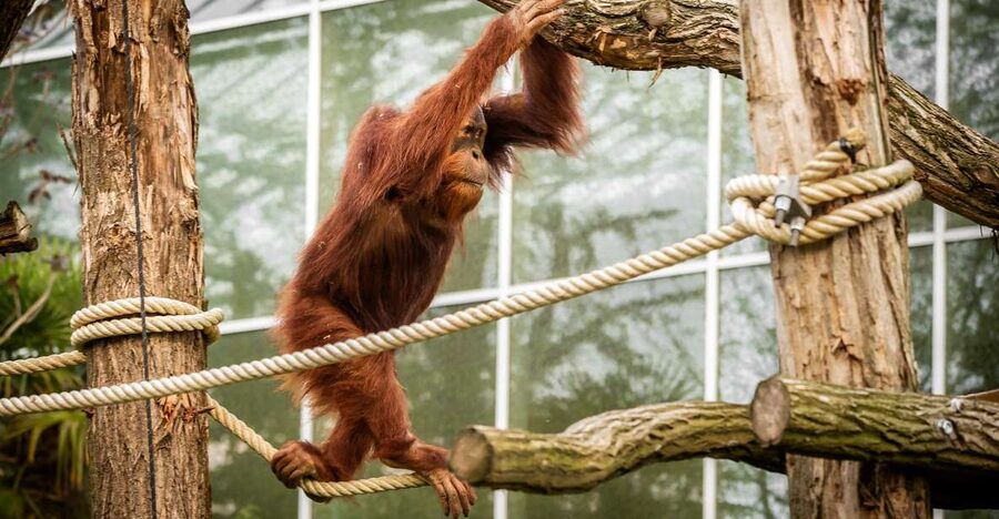Mechelen: Planckendael ZOO Entry Ticket - A practical day for families with children