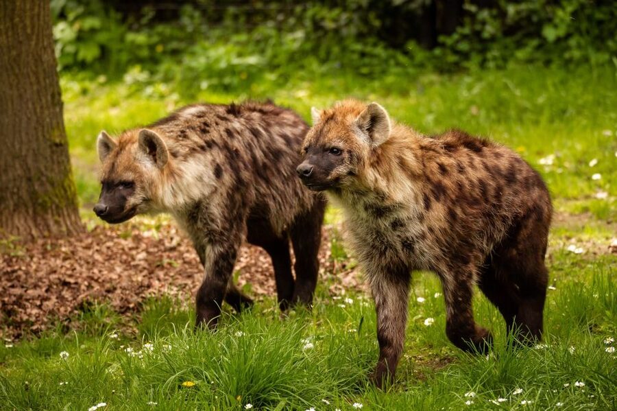 Mechelen: Planckendael ZOO Entry Ticket - Is $41 good value for one day?