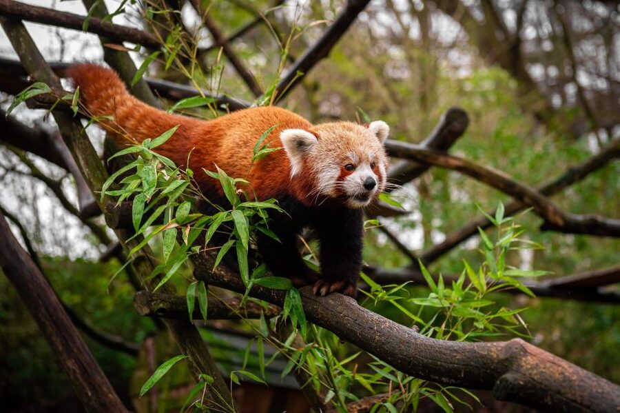 Mechelen: Planckendael ZOO Entry Ticket - Access, rules, and small details that matter