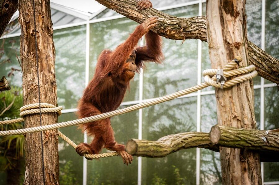 Mechelen: Planckendael ZOO Entry Ticket - Who will enjoy Planckendael most?