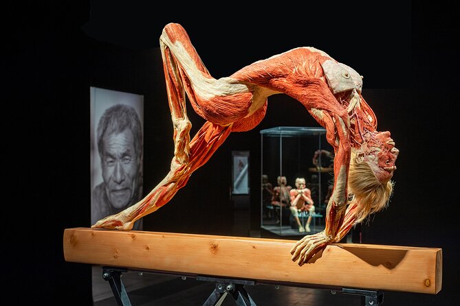 Ticket Expo Body Worlds in Bruges, Belgium - The first look: whole bodies in everyday motion
