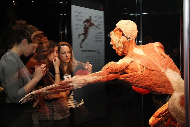 Ticket Expo Body Worlds in Bruges, Belgium - Development, disease, and a serious tone