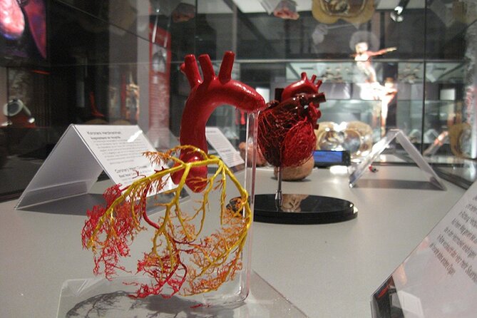 Ticket Expo Body Worlds in Bruges, Belgium - Who will enjoy this Bruges exhibition?